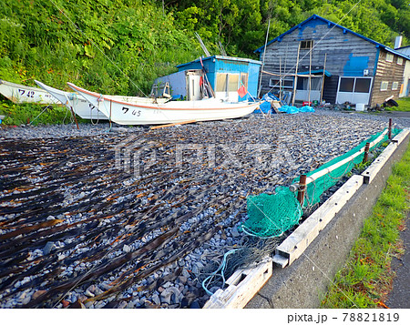 北海道 利尻島 鴛泊エリア 昆布漁 北海道 利尻島 鴛泊エリア 昆布漁 78821819