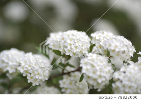 オオデマリの花が咲いています。学名はViburnum plicatum var. plicatum オオデマリの花が咲いています。学名はViburnum plicatum var. plicatum 78822000