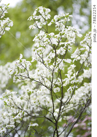 ハナミズキ（花水木）の白い花が咲いています。学名はCornus floridaです。 78822254
