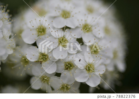 オオデマリの花が咲いています。学名はViburnum plicatum var. plicatum オオデマリの花が咲いています。学名はViburnum plicatum var. plicatum 78822376