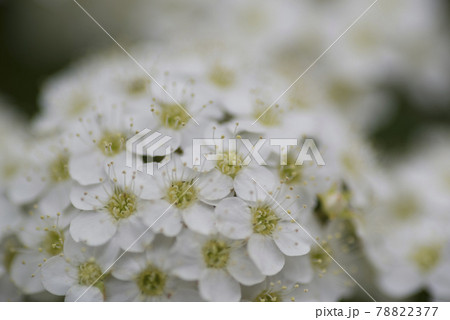 オオデマリの花が咲いています。学名はViburnum plicatum var. plicatum オオデマリの花が咲いています。学名はViburnum plicatum var. plicatum 78822377