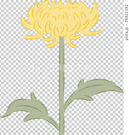 菊花的插圖 78822392