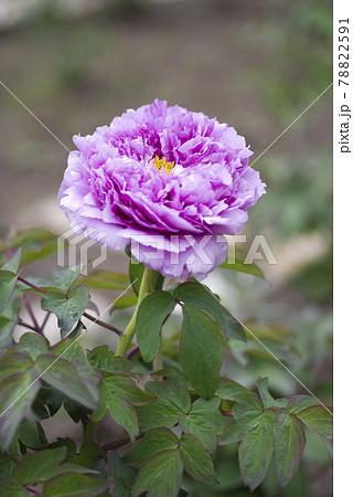 牡丹園に紫色の牡丹の花が咲いています。このボタンの名前は鎌田藤です。 78822591