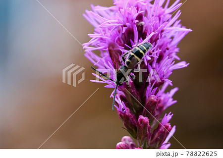 リアトリスの花とクロスズメバチの写真素材 7625