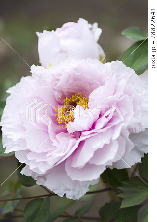 牡丹園に白色の牡丹の花が咲いています このボタンの名前は新桃園です の写真素材 7641
