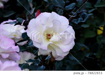 調布市深大寺元町の植物園に咲く白と淡いピンクのバラ(モダンローズ マチルダ)の花 78822653