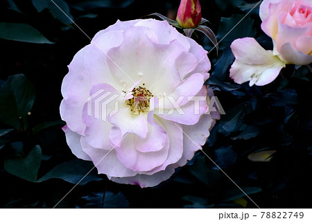 調布市深大寺元町の植物園に咲く白と淡いピンクのバラ(モダンローズ マチルダ)の花 78822749