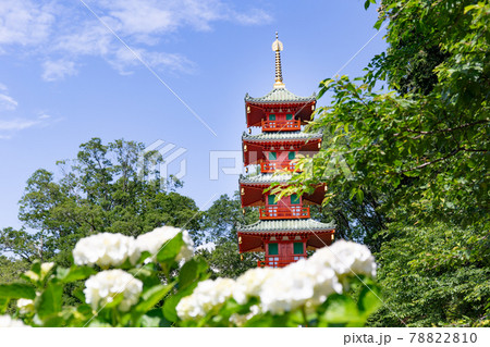 アジサイで有名な兵庫県三木市にある金剛寺の五重の塔 78822810