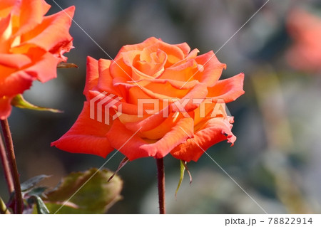 調布市深大寺元町の植物園に咲く朱色のバラ(モダンローズ エスター・オファリム)の花 78822914