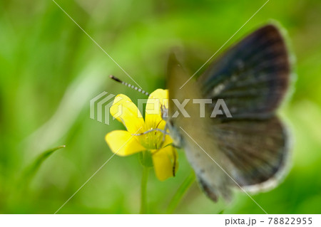 カタバミの花と蜜を吸うヤマトシジミ 78822955