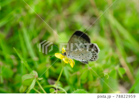 カタバミの花と蜜を吸うヤマトシジミ 78822959