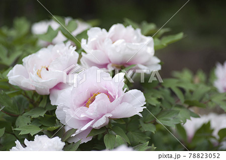 この白色の牡丹の花の名前は明皇の宝（ミョウコウノタカラ）です。 78823052