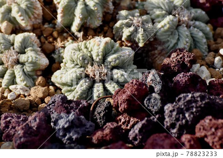 調布市深大寺元町の植物園になるサボテン(花籠) 78823233