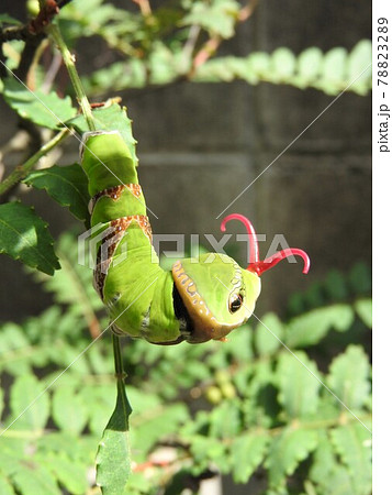 クロアゲハの幼虫(刺激を受けて赤い臭角を出した状態) クロアゲハの幼虫(刺激を受けて赤い臭角を出した状態) 78823289