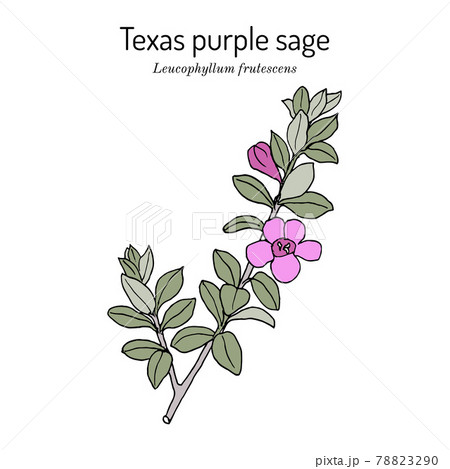 Purple Sage Leucophyllum frutescens , Official State Native Shrub of Texas Purple Sage Leucophyllum frutescens , Official State Native Shrub of Texas 78823290