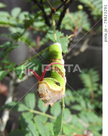 クロアゲハの幼虫（刺激を受けて赤い臭角を出した状態） 78823291