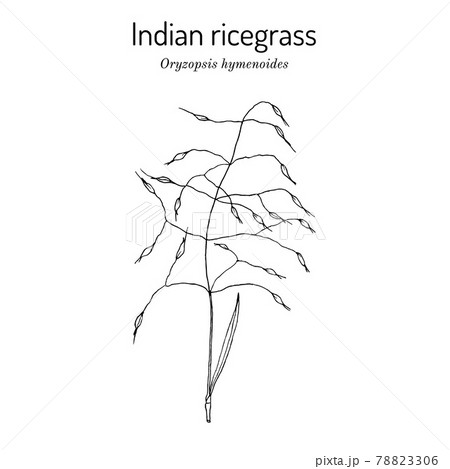 Indian ricegrass or sand rice grass Oryzopsis hymenoides Indian ricegrass or sand rice grass Oryzopsis hymenoides 78823306