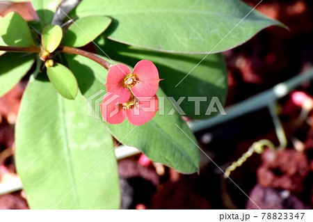 調布市深大寺元町の植物園に咲くピンクのハナキリンの花 78823347