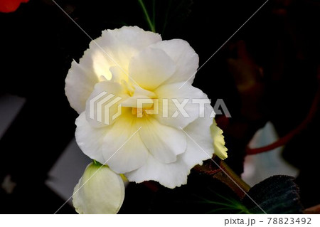 調布市深大寺元町の植物園に咲く黄色いベゴニアの花 78823492