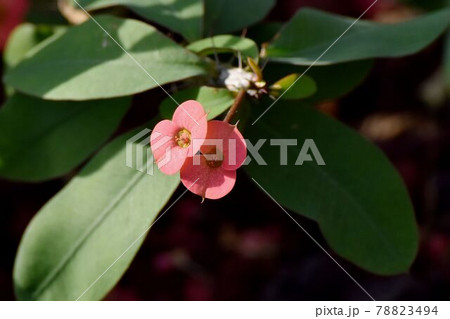 調布市深大寺元町の植物園に咲くピンクのハナキリンの花 78823494