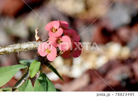 調布市深大寺元町の植物園に咲くピンクのハナキリンの花 78823495