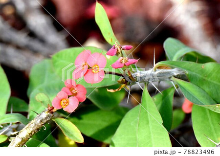 調布市深大寺元町の植物園に咲くピンクのハナキリンの花 78823496