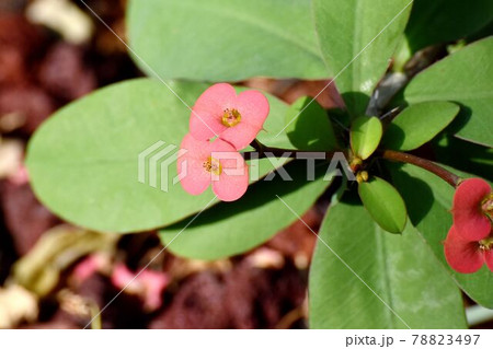 調布市深大寺元町の植物園に咲くピンクのハナキリンの花 78823497