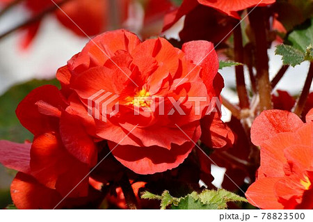 調布市深大寺元町の植物園に咲く赤いベゴニアの花 調布市深大寺元町の植物園に咲く赤いベゴニアの花 78823500
