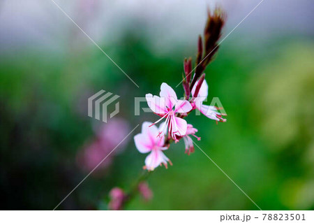 可愛い花 78823501
