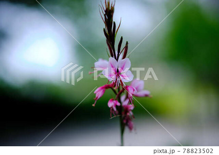 ピンクの花 78823502