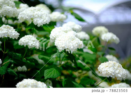 白いあじさい 白いあじさい 78823503