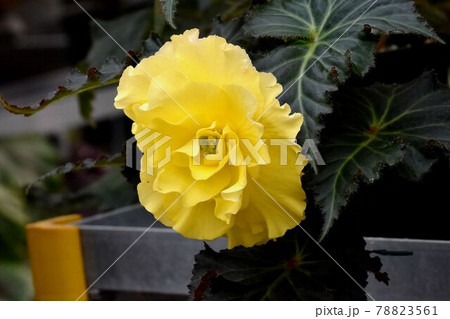 調布市深大寺元町の植物園に咲く黄色いベゴニアの花 78823561