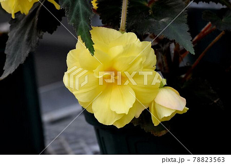 調布市深大寺元町の植物園に咲く黄色いベゴニアの花 78823563