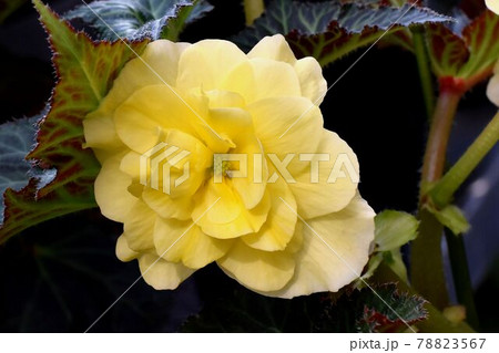 調布市深大寺元町の植物園に咲く黄色いベゴニアの花 78823567