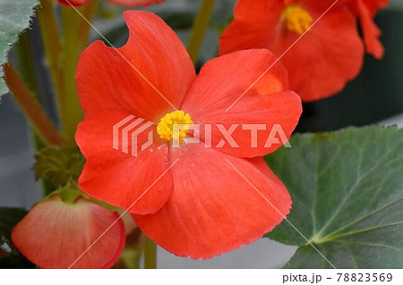 調布市深大寺元町の植物園に咲く赤いベゴニアの花 78823569
