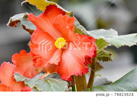 調布市深大寺元町の植物園に咲くオレンジ色のベゴニアの花 78823628