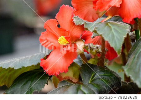 調布市深大寺元町の植物園に咲くオレンジ色のベゴニアの花 78823629
