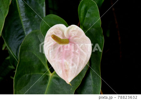 調布市深大寺元町の植物園に咲く白いアンスリウムの花 調布市深大寺元町の植物園に咲く白いアンスリウムの花 78823632