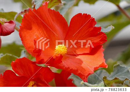 調布市深大寺元町の植物園に咲く赤いベゴニアの花 78823633