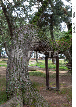 あじさい神苑で有名な兵庫県明石市の東播磨にある住吉神社の松林 あじさい神苑で有名な兵庫県明石市の東播磨にある住吉神社の松林 78823826