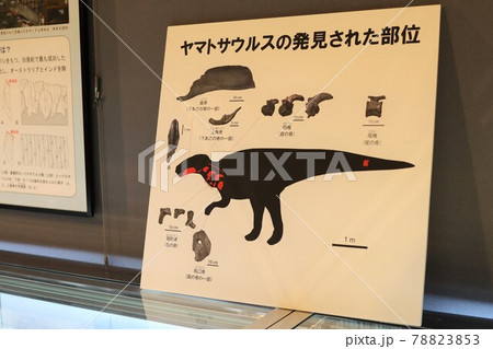 ヤマトサウルスの展示会 78823853
