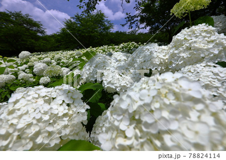 埼玉県幸手市 県営権現堂公園の白いあじさいアナベルの斜面 埼玉県幸手市 県営権現堂公園の白いあじさいアナベルの斜面 78824114