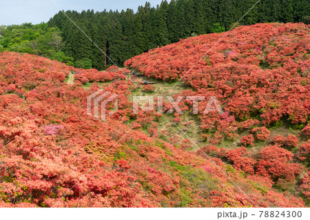 奈良県御所市 葛城山 葛城高原のツツジ 78824300