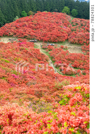 奈良県御所市 葛城山 葛城高原のツツジ 78824301