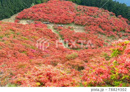 奈良県御所市 葛城山 葛城高原のツツジ 78824302