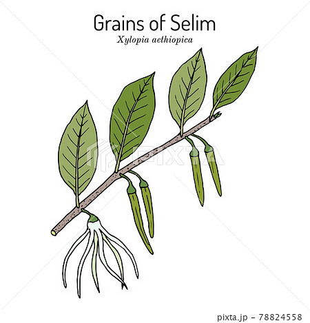 Senegal pepper, or Grains of Selim Xylopia aethiopica , spice and medicinal plant 78824558