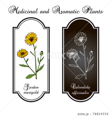 Common marigold Calendula officinalis , medicinal plant Common marigold Calendula officinalis , medicinal plant 78824559