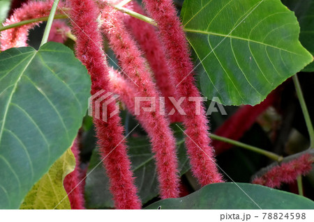 調布市深大寺元町の植物園に咲く赤いベニヒモノキの花 78824598