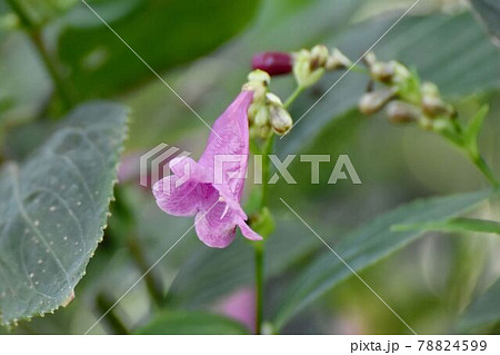 調布市深大寺元町の植物園に咲くピンクのストロビランテス・ハミルトニアナ(フリワケサンゴバナ)の花 78824599