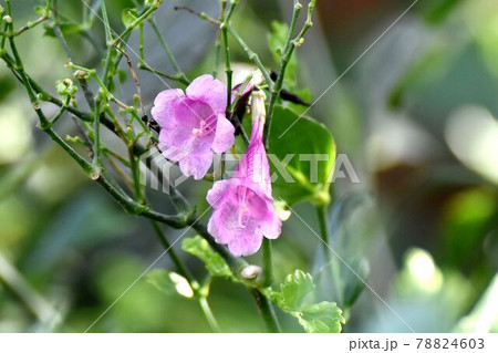 調布市深大寺元町の植物園に咲くピンクのストロビランテス・ハミルトニアナ(フリワケサンゴバナ)の花 78824603